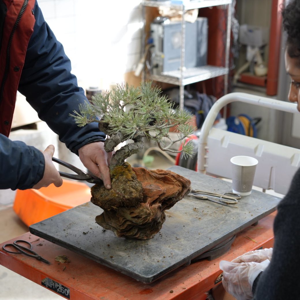 Bonsai Stone Arrangement Experience - Creating a Small Nature on Stone -