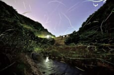 【2025年｜観光情報】竹田城跡周辺の初夏～夏の魅力スポットをご紹介