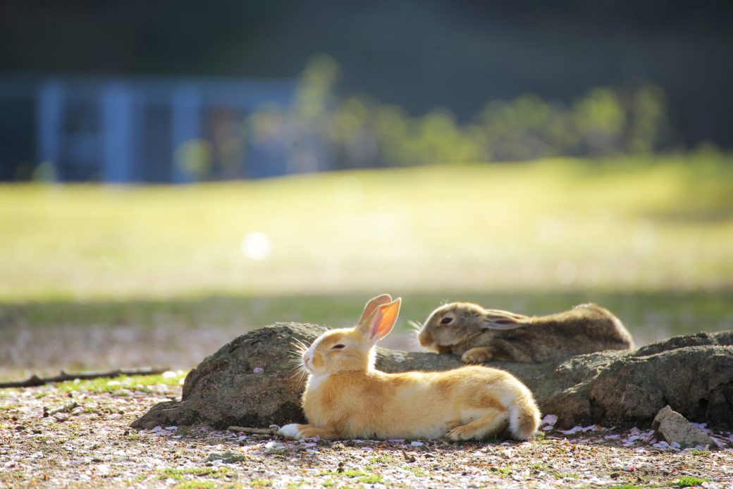 【当ホテルから30分】瀬戸内海とうさぎに癒される、大久野島（おおくのしま）のご案内